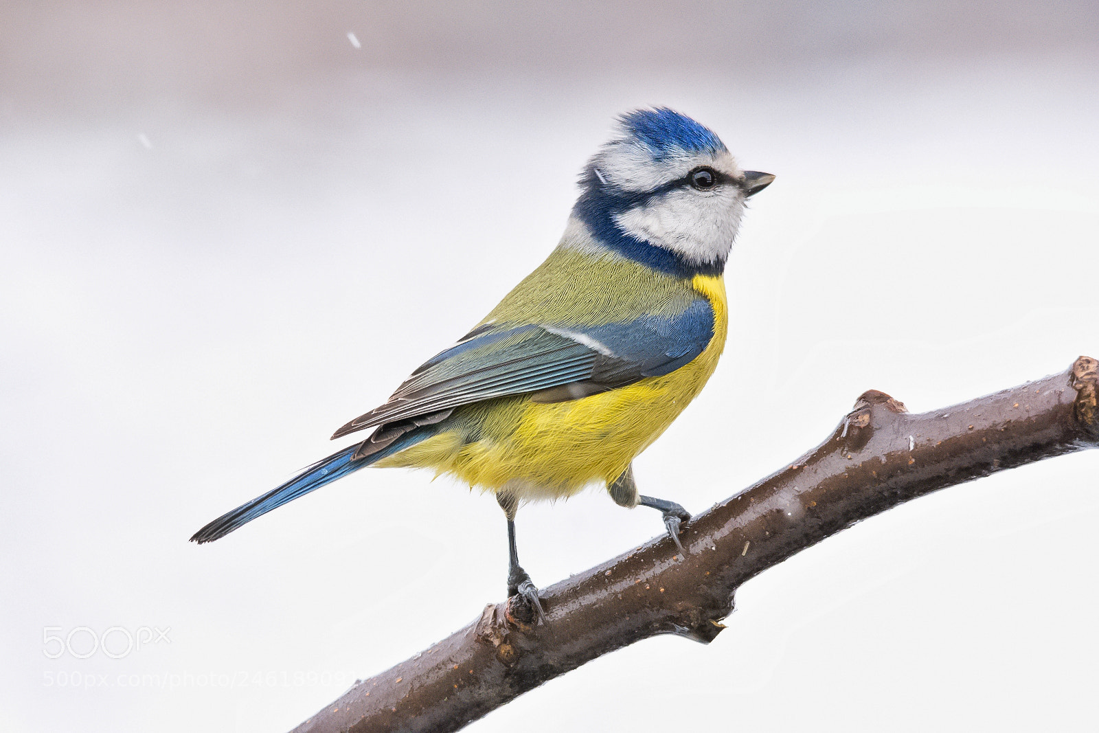 Nikon D7200 sample photo. Blue tit photography