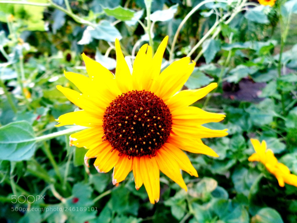 Sony Cyber-shot DSC-W830 sample photo. Flower can smile photography