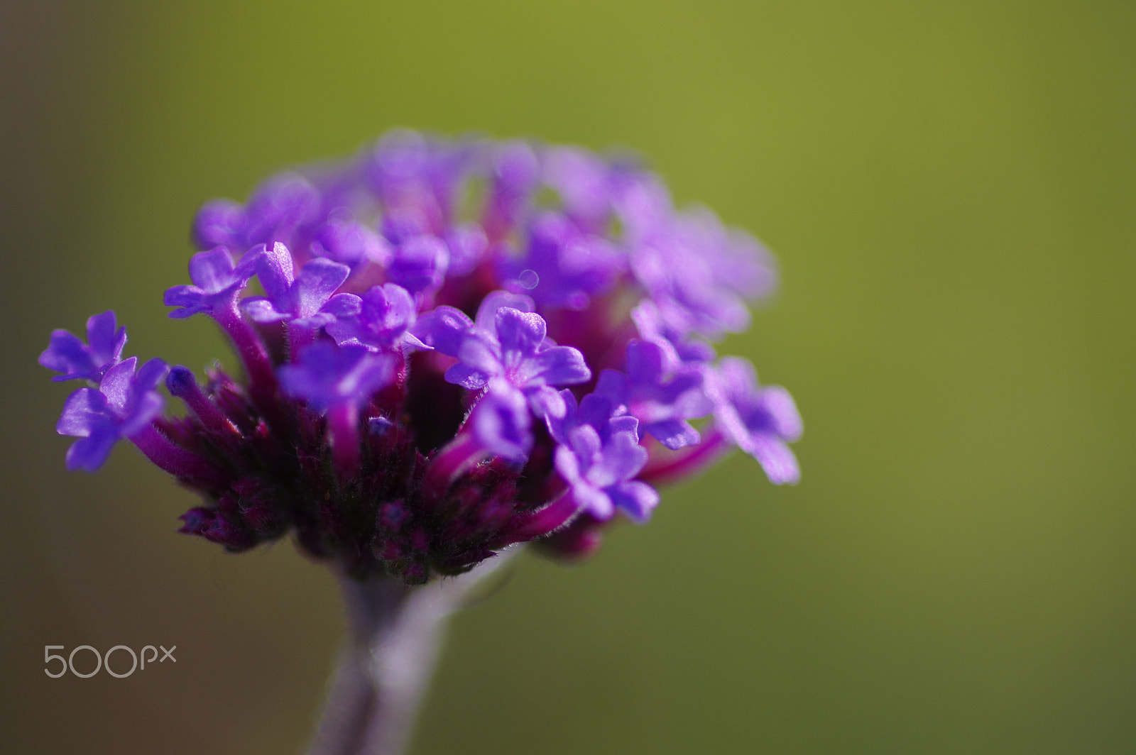 Pentax K-3 II sample photo. Verbena photography