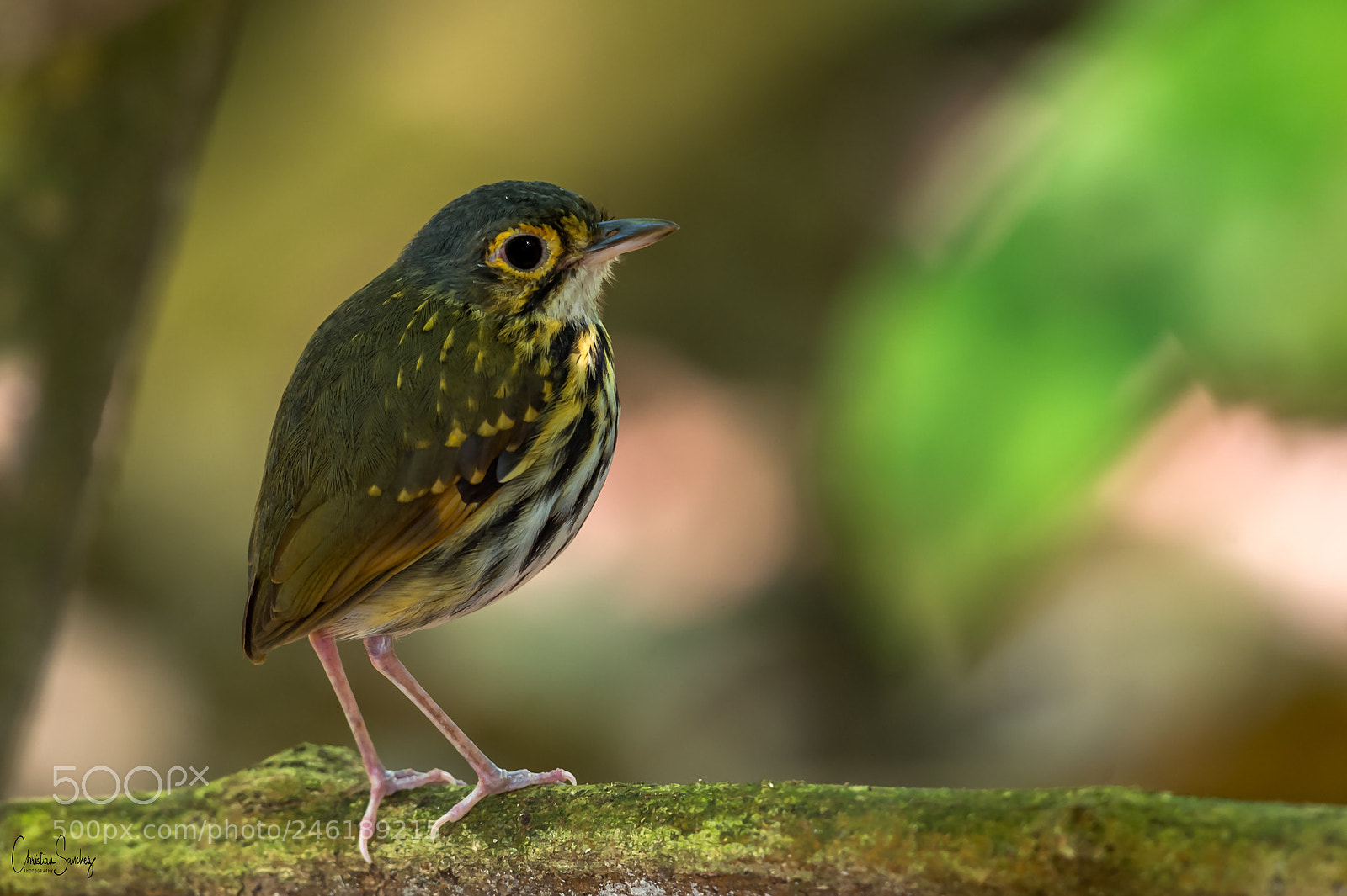 Nikon D4 sample photo. Streak-chested antpitta photography