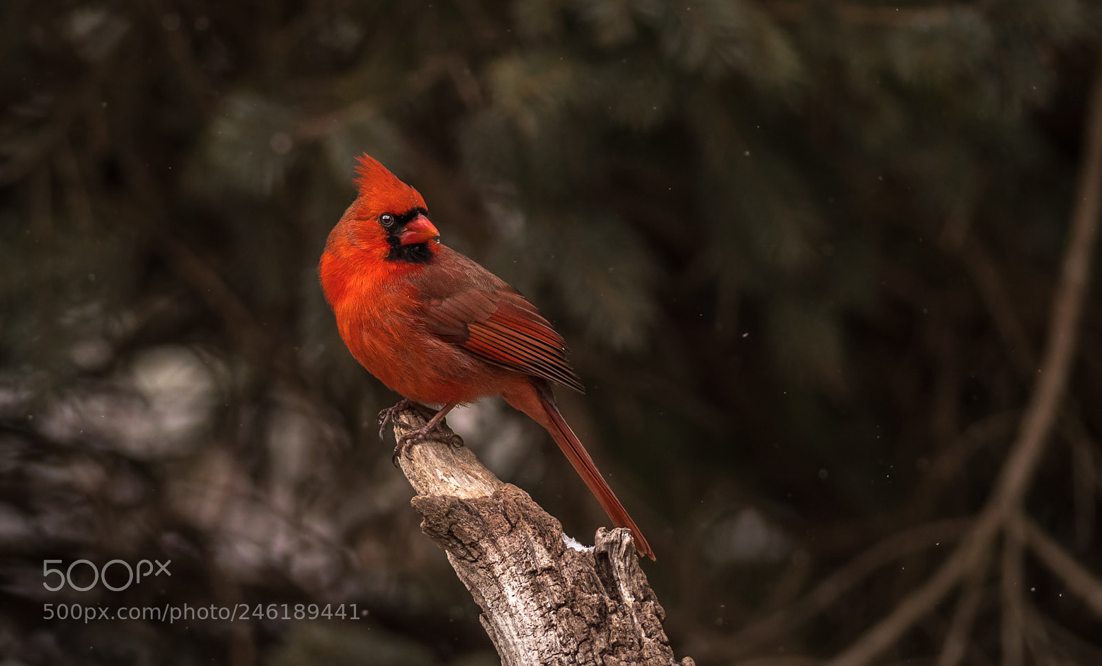 Nikon D500 sample photo. Cardinal in deep red photography