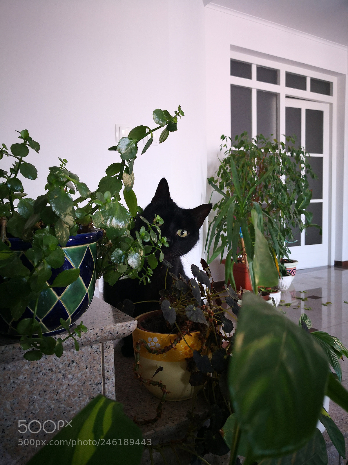 HUAWEI Mate 10 Pro sample photo. Piko photography