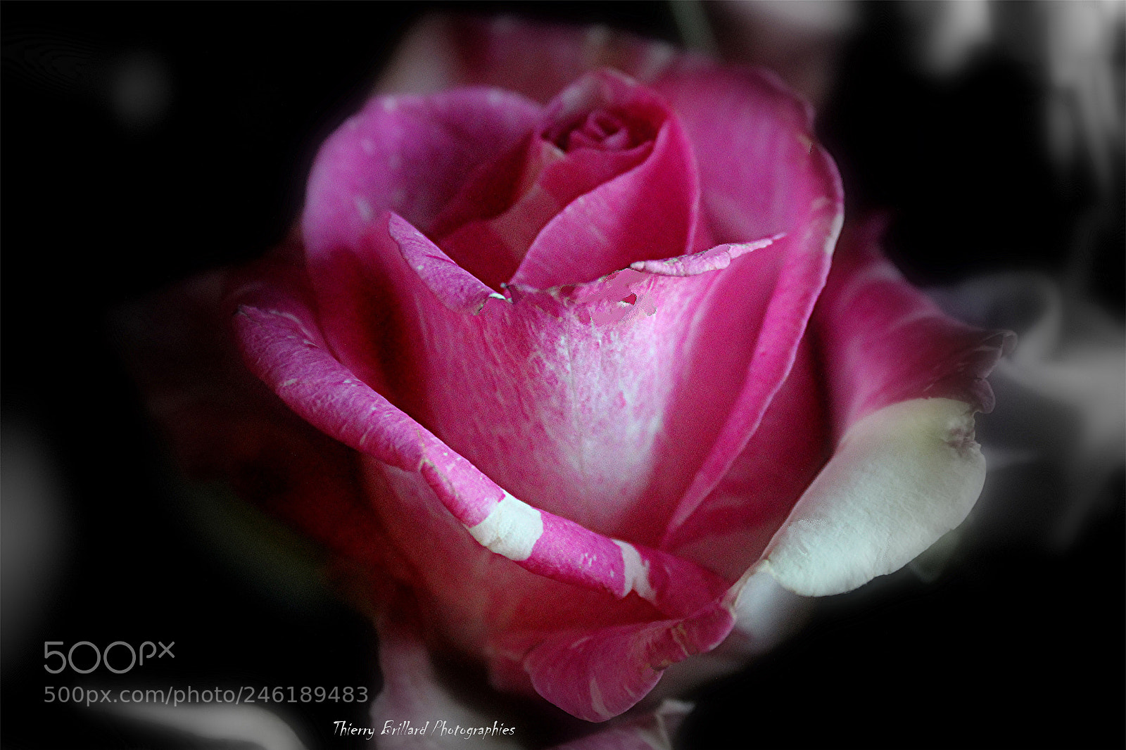 Canon EOS 600D (Rebel EOS T3i / EOS Kiss X5) sample photo. Rose bi couleurs photography
