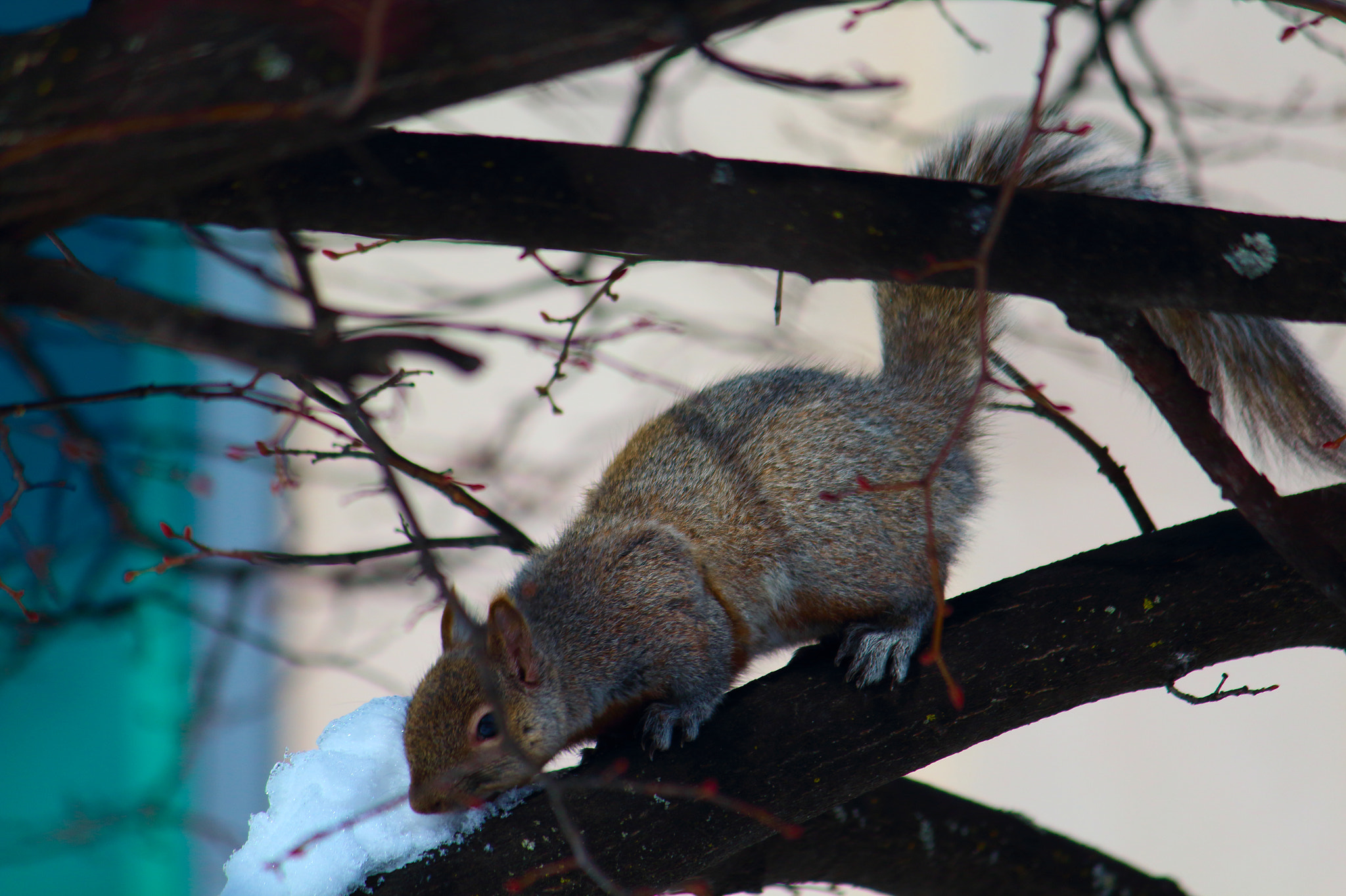 Canon EF-S 55-250mm F4-5.6 IS II sample photo. Squirrel loose photography