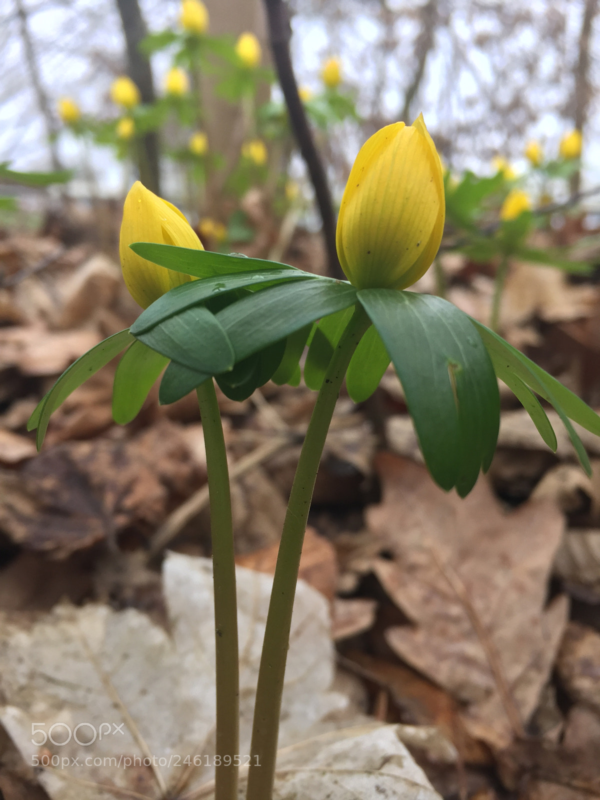 Apple iPhone 6 sample photo. First flowers? photography