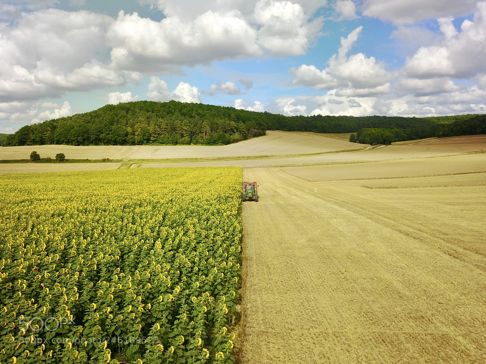 DJI FC220 sample photo. Sunflowers or not ? photography