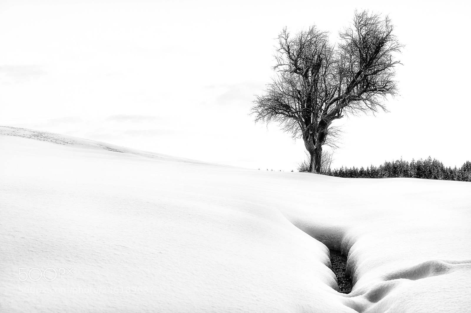 Sony SLT-A99V sample photo. Lonely tree... photography