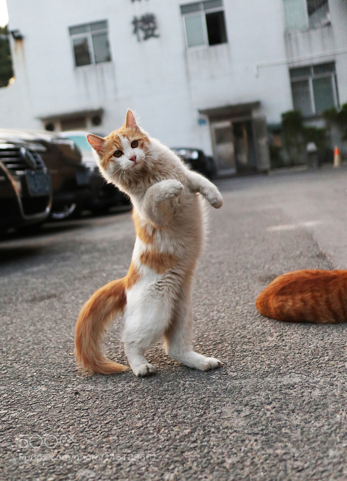Canon EOS M6 sample photo. Img photography