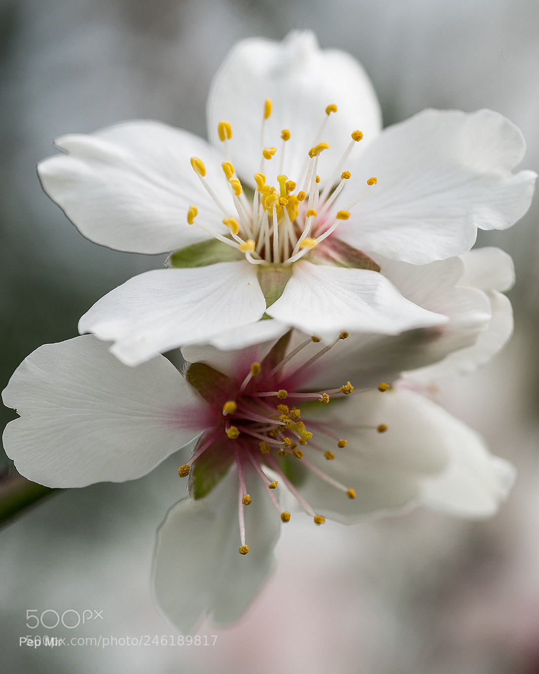Sony a99 II sample photo. Almendro flor photography