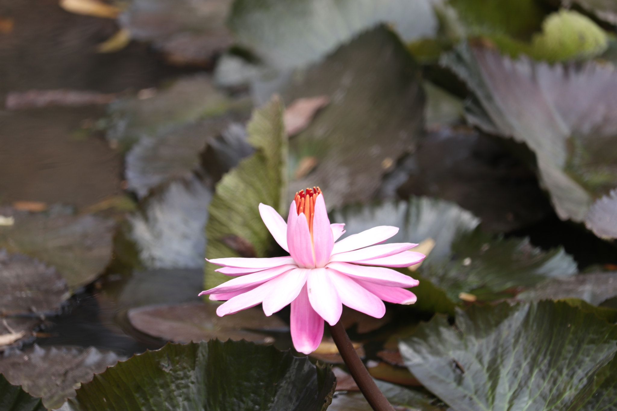 Canon EF-S 55-250mm F4-5.6 IS STM sample photo. Pink lotus photography