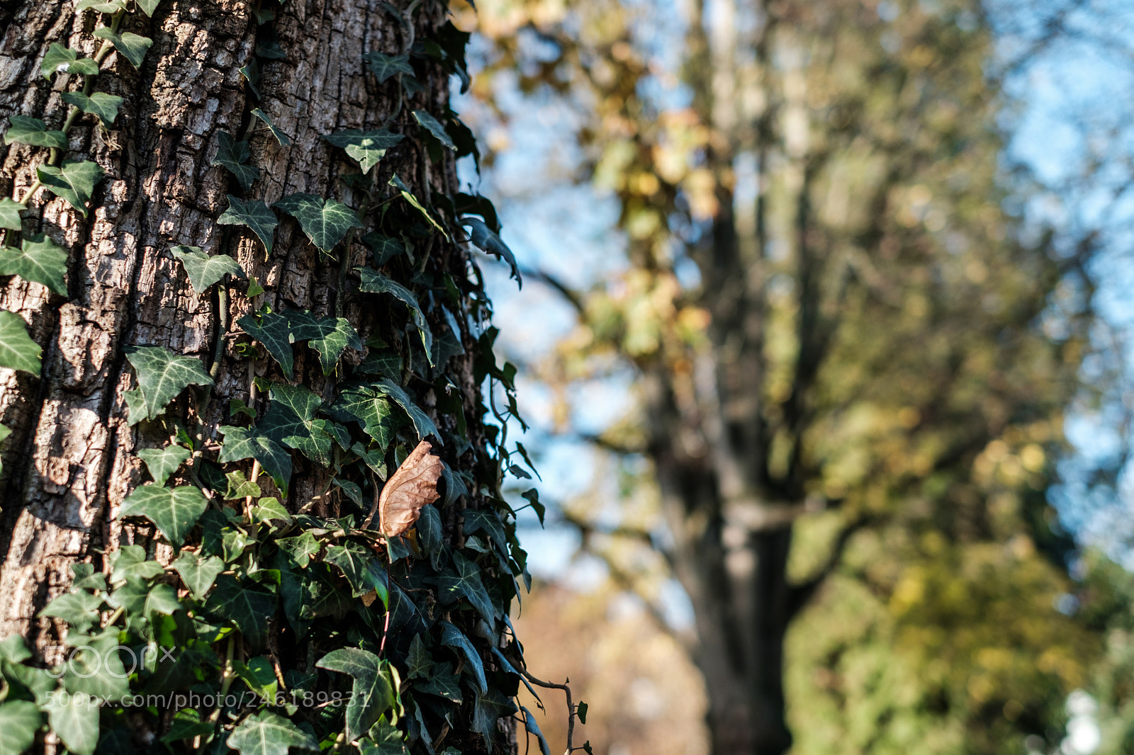 Fujifilm X-Pro2 sample photo. Lonely leaf photography