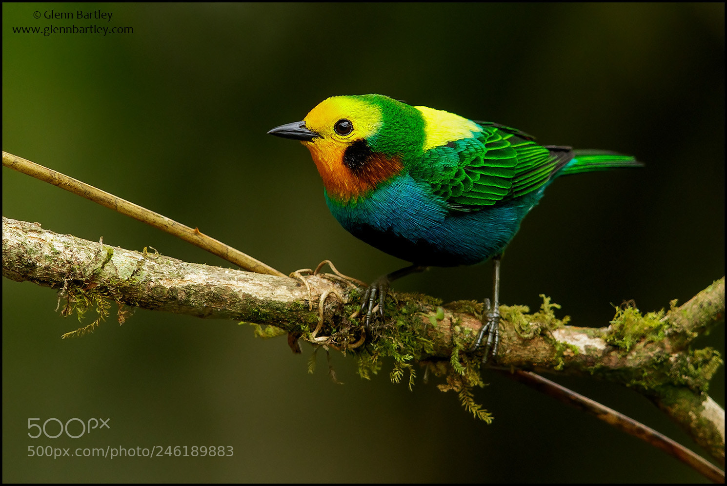 Canon EOS 7D Mark II sample photo. Multicolored tanager (chlorochrysa nitidissima) photography
