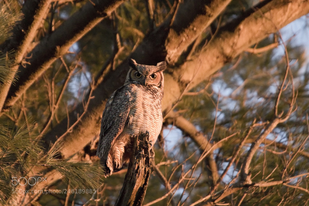 Canon EOS 7D Mark II sample photo. Great horned owl, connecticut, 2018 photography