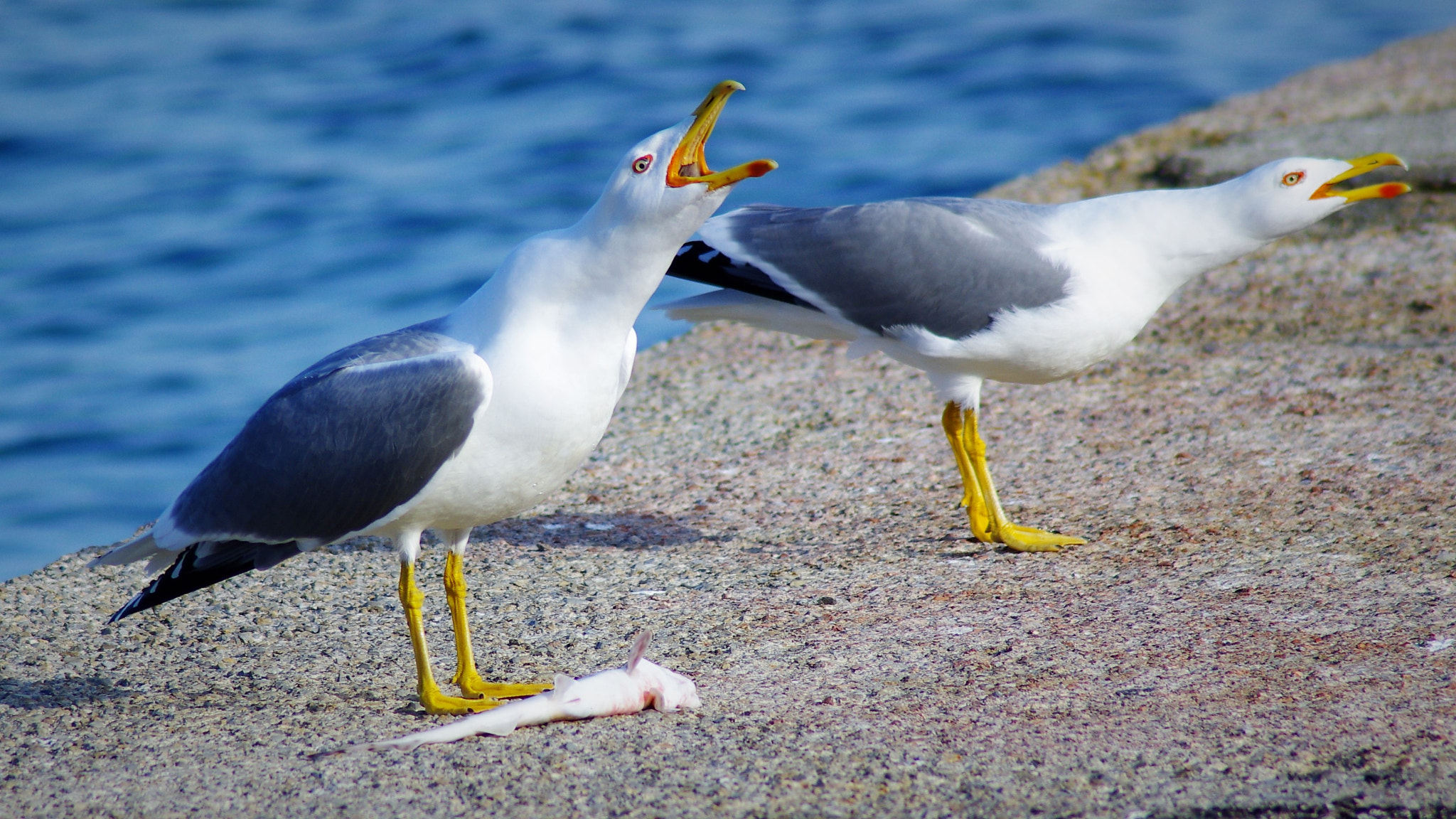 Pentax K-r sample photo. Il gabbiano e il pesce photography