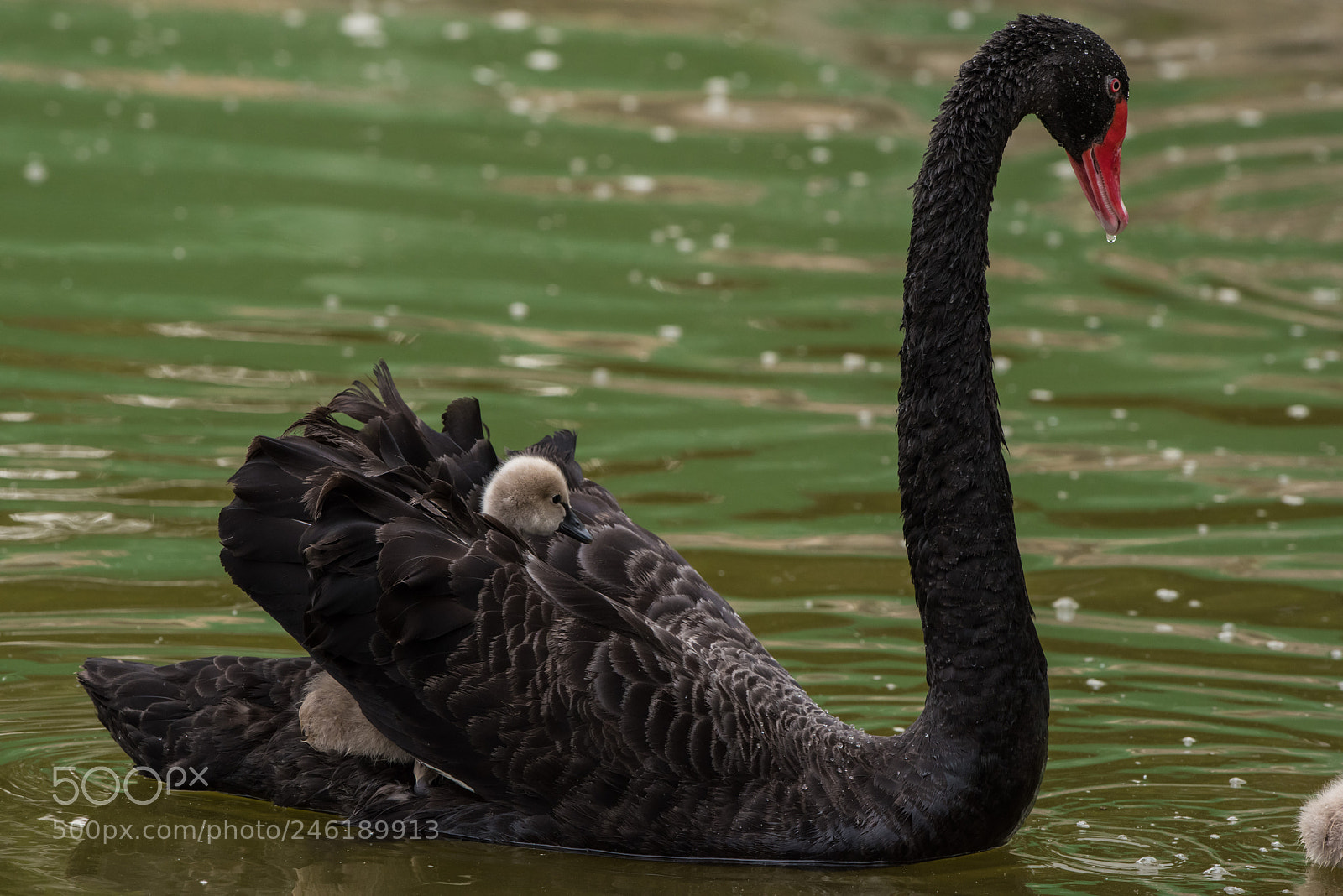 Nikon D810 sample photo. Black swan & baby photography