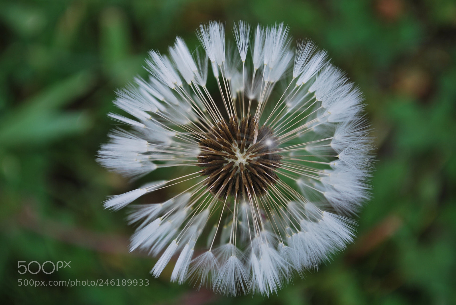 Nikon D60 sample photo. Dart  game photography