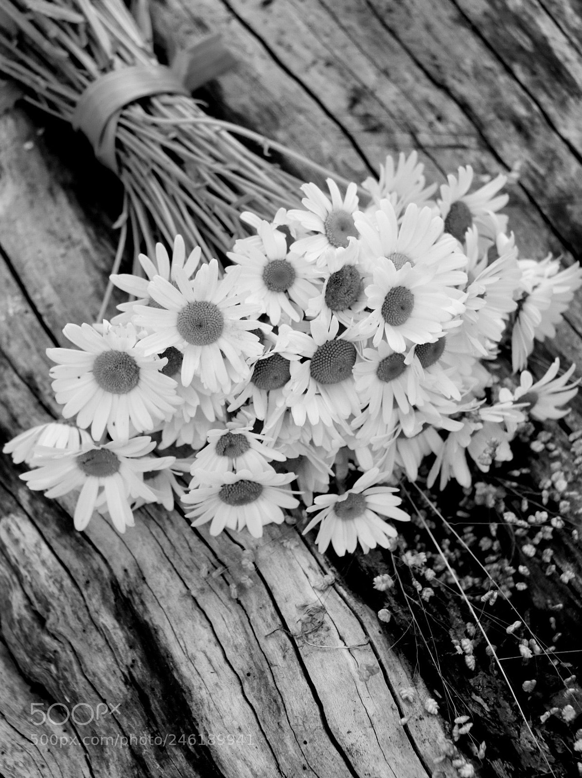 Canon EOS 750D (EOS Rebel T6i / EOS Kiss X8i) sample photo. Untitled photography