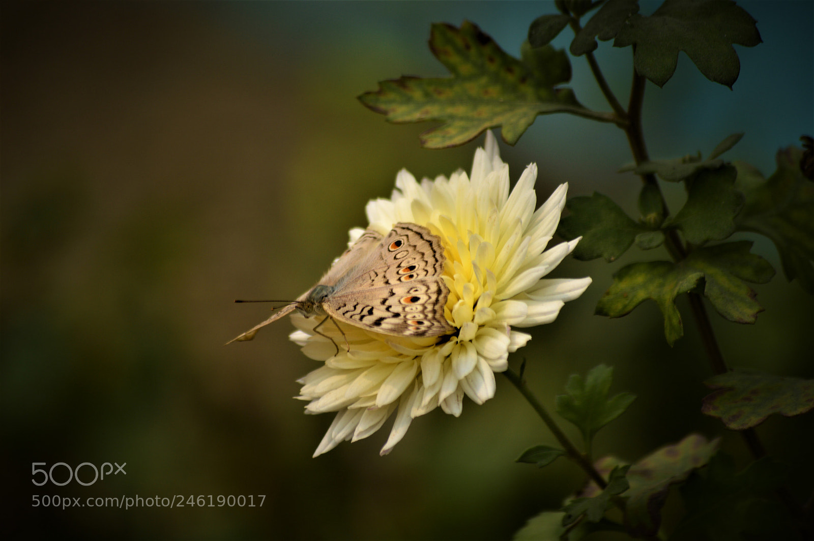 Nikon D3200 sample photo. Collecting honey photography