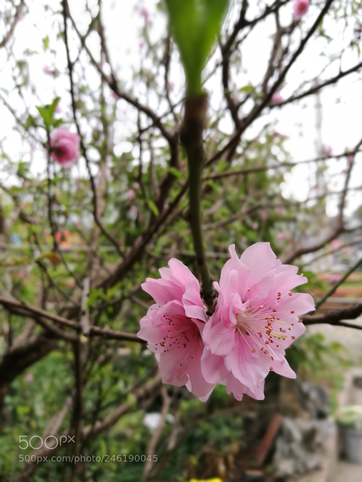 HUAWEI P9 sample photo. Twins photography