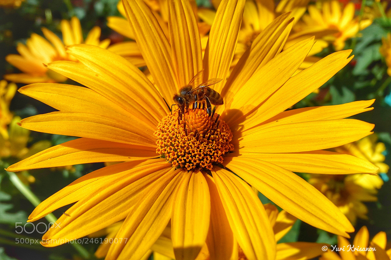 Samsung Galaxy Alpha sample photo. Little bee in the photography