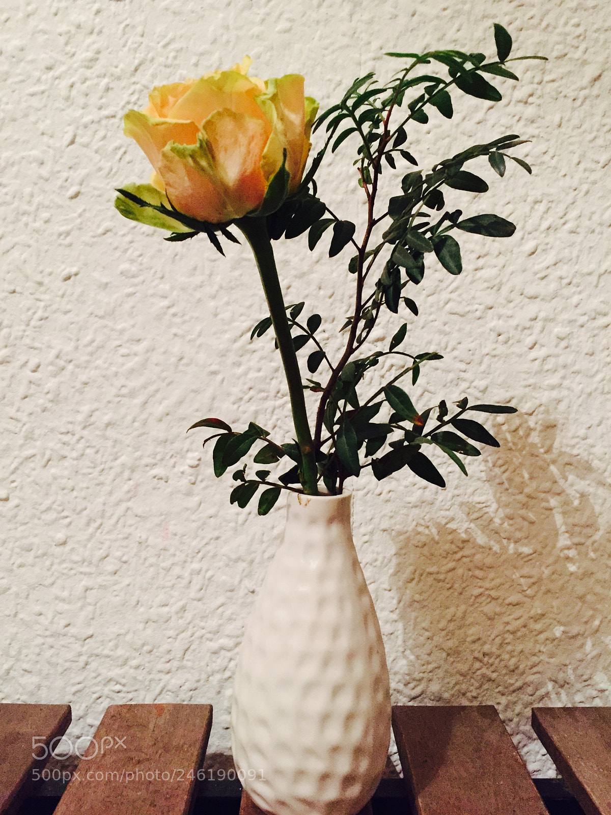 Apple iPhone 6 sample photo. Yellow rose photography