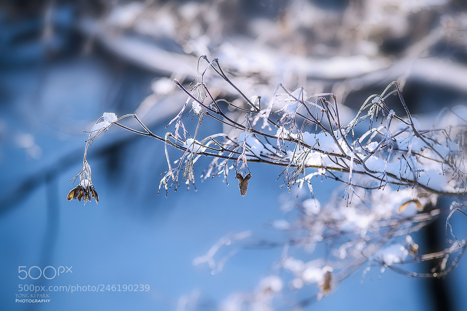 Pentax K-1 sample photo. Snow of february-3 photography