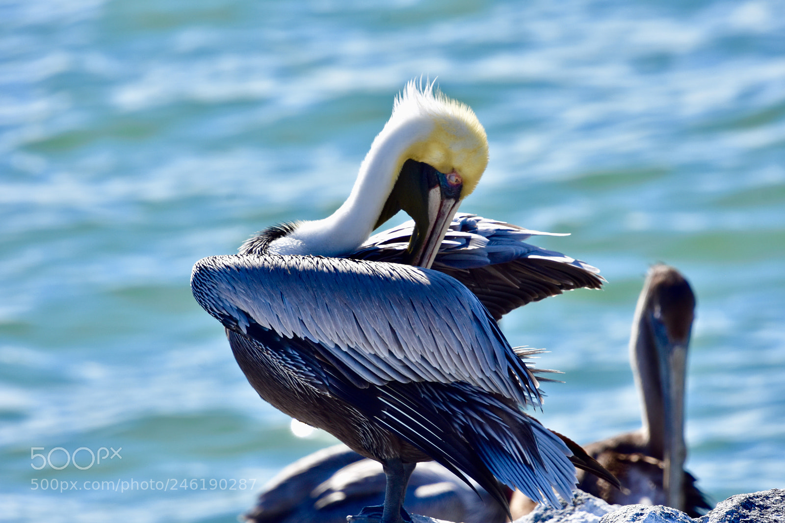 Nikon D7200 sample photo. Pelican photography