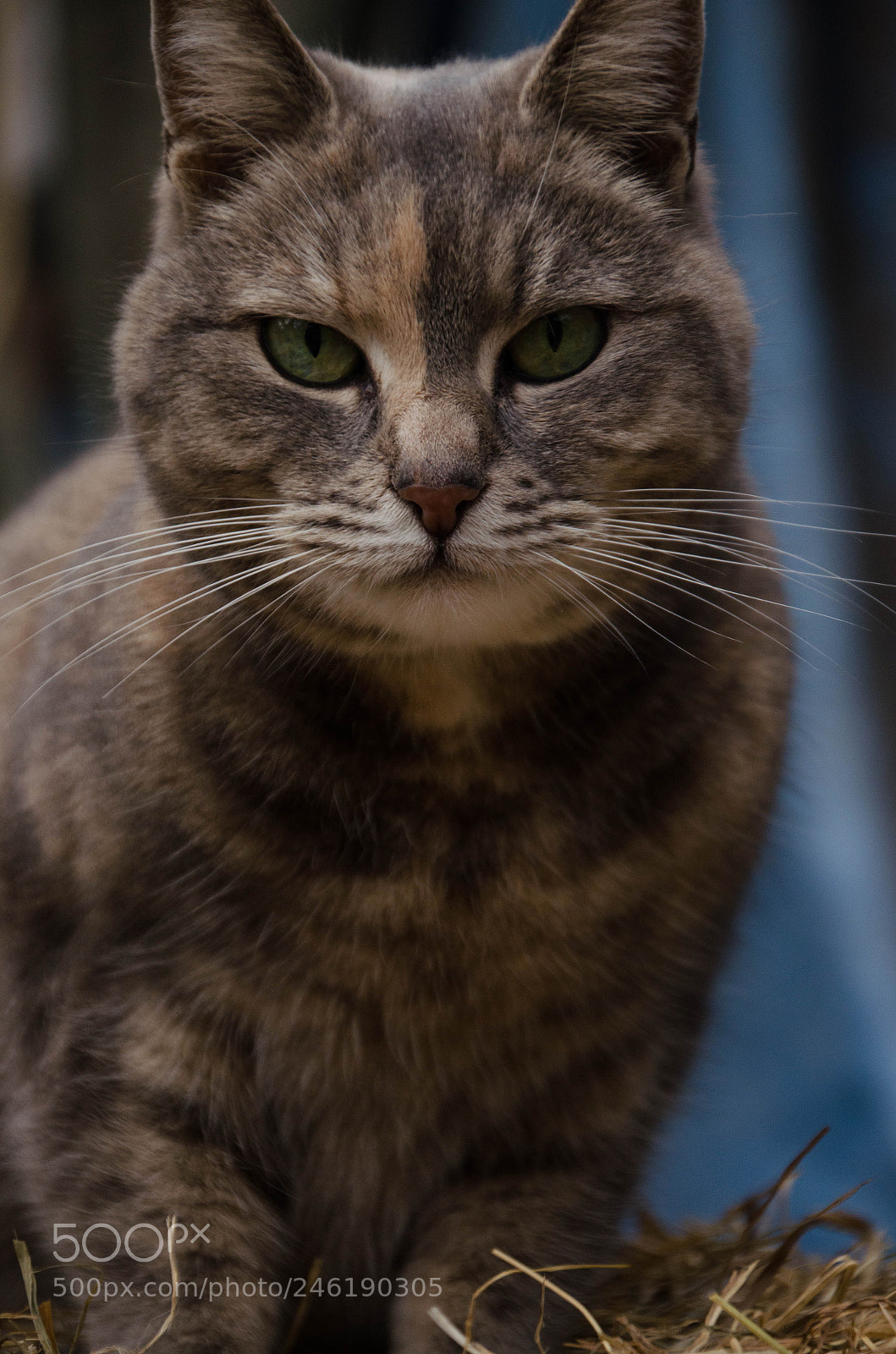 Nikon D5100 sample photo. Staring photography