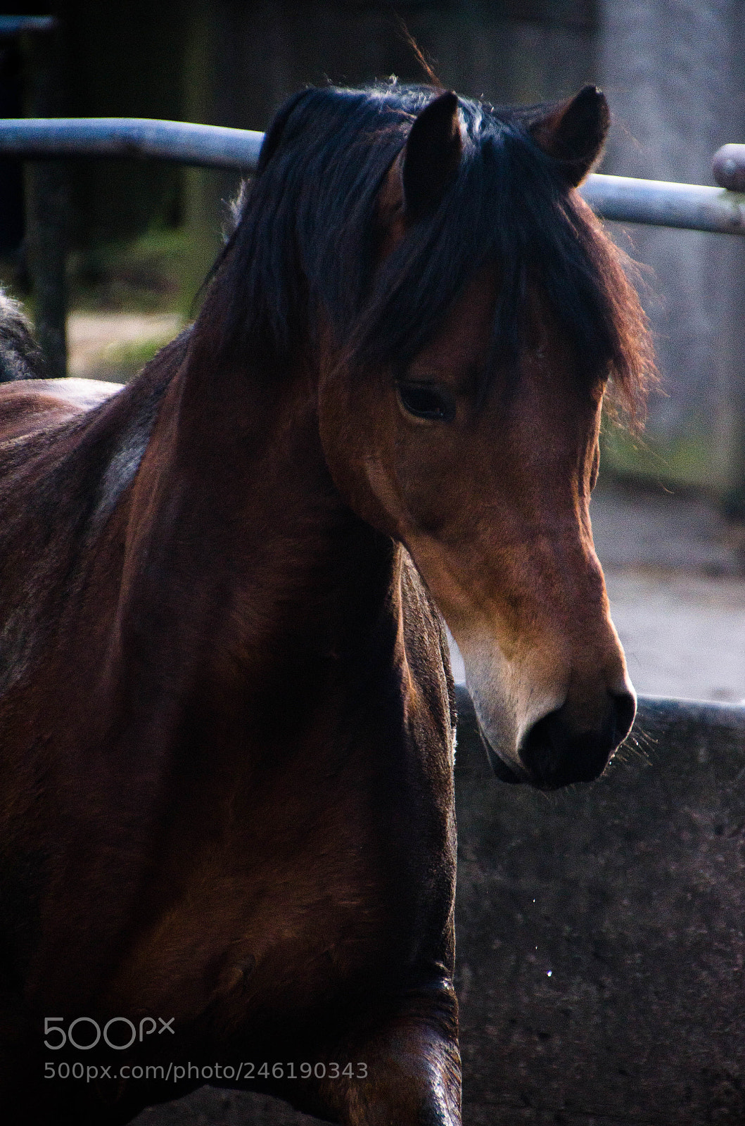 Nikon D5100 sample photo. Happy photography