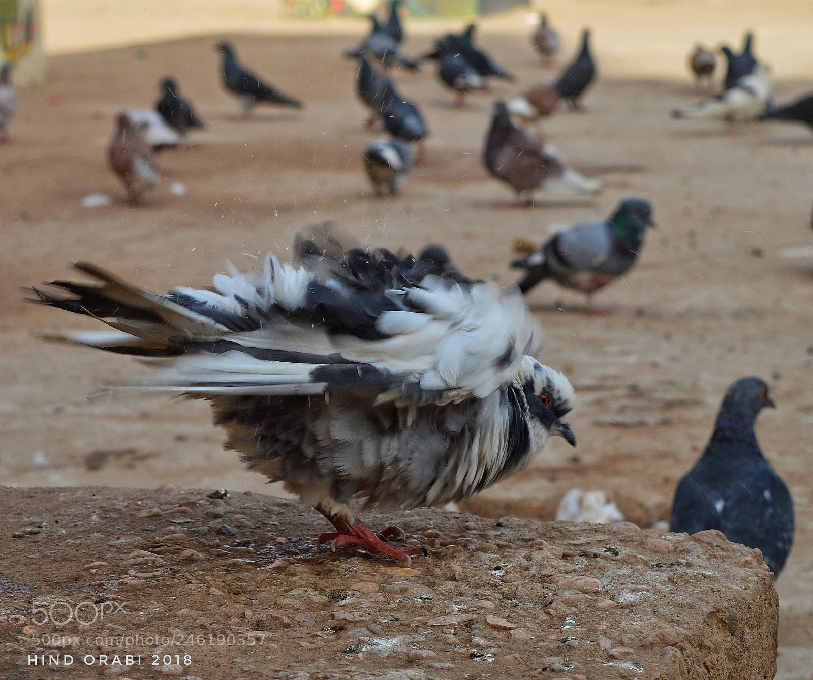 Nikon D3200 sample photo. Pigeons ? photography