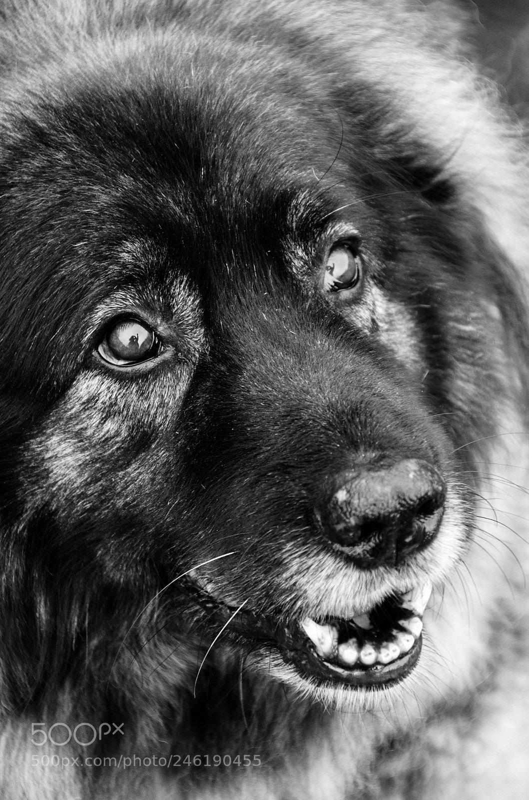 Nikon D5100 sample photo. In the eye of photography