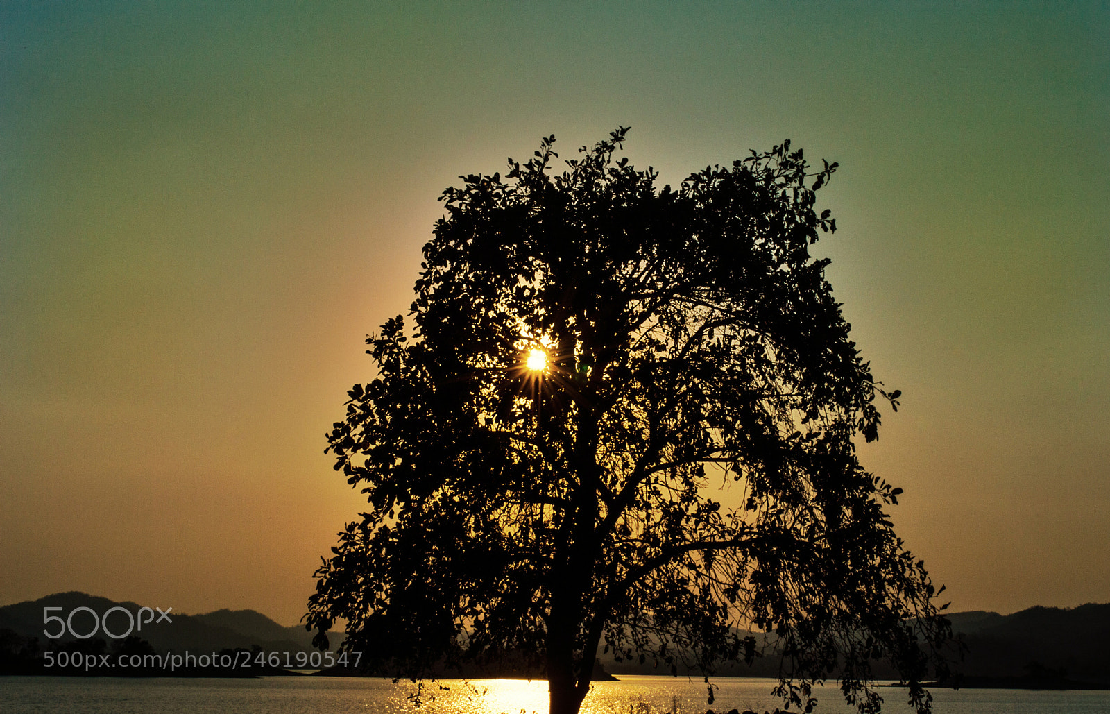Nikon D3200 sample photo. Tree photography