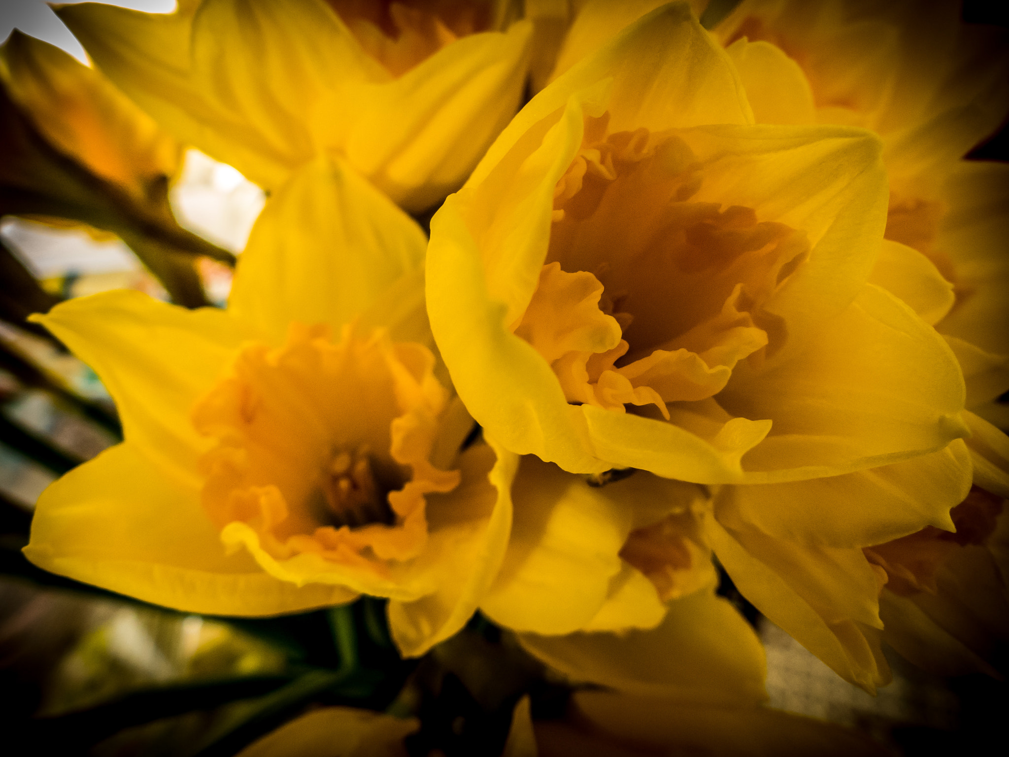 Panasonic DMC-FZ330 sample photo. Daffodil days photography