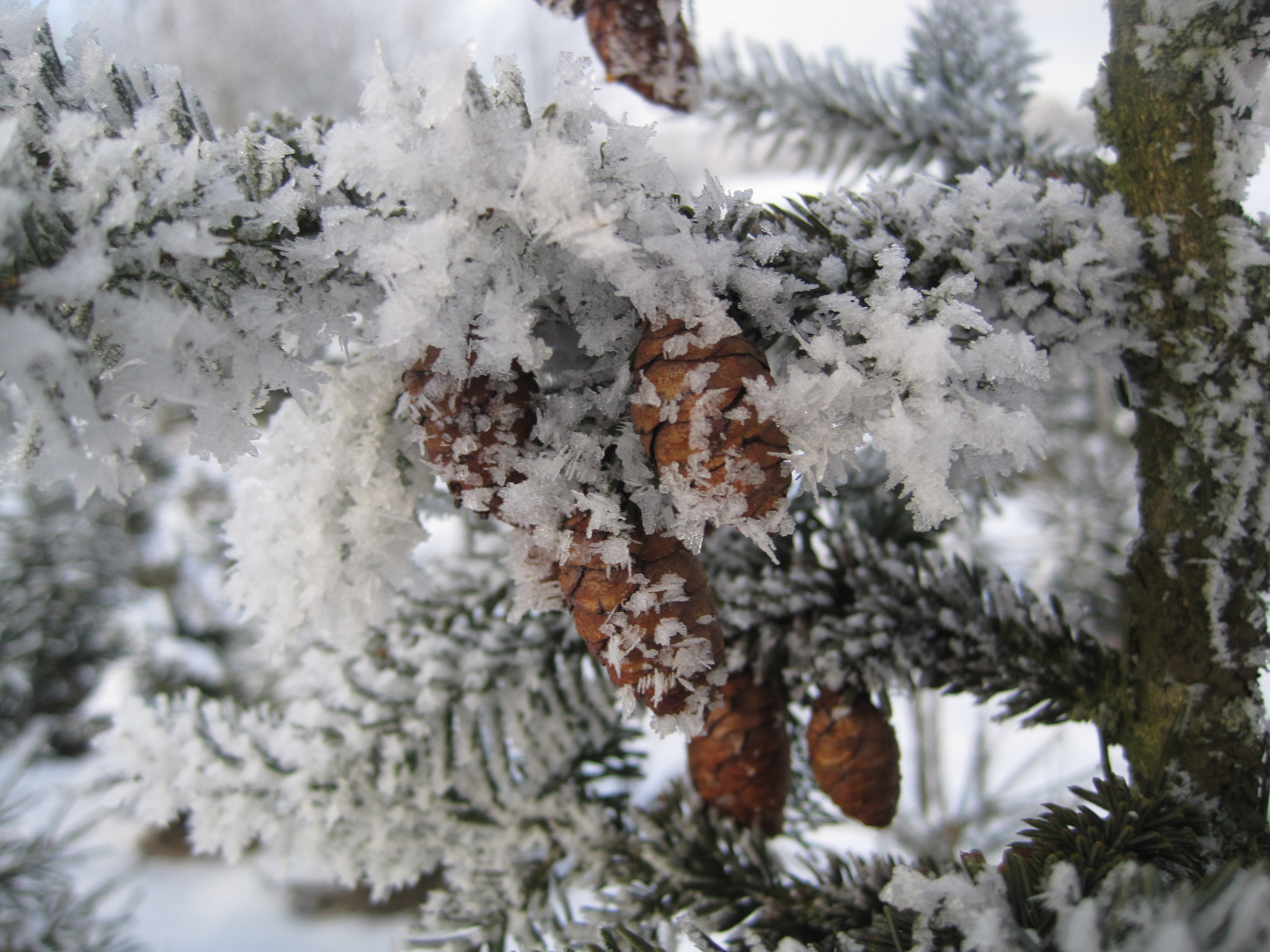 Canon PowerShot SD1200 IS (Digital IXUS 95 IS / IXY Digital 110 IS) sample photo. Frozen pine tree photography