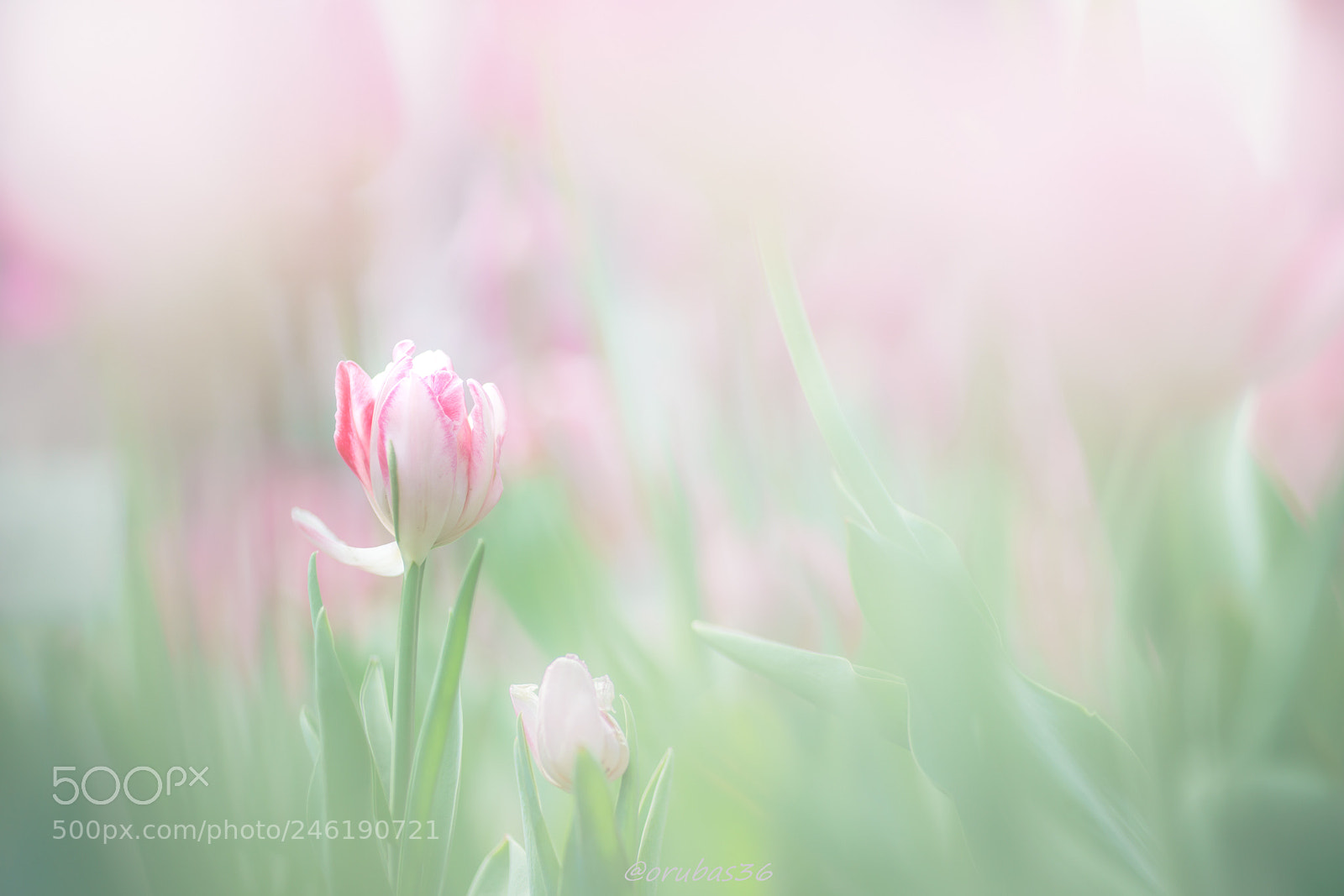 Sony a7R III sample photo. The breath of spring photography