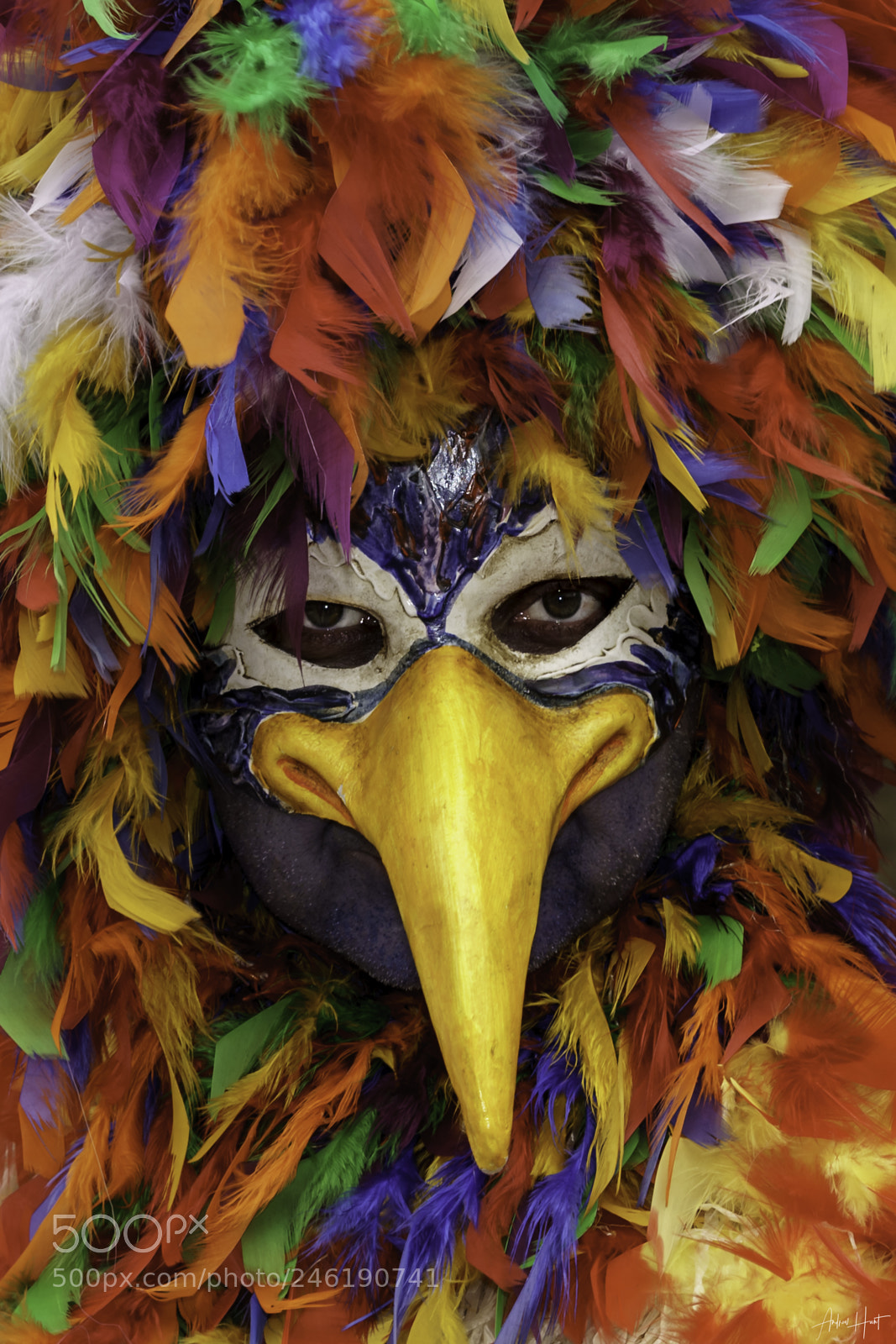 Sony a9 sample photo. Crazy bird - venice photography
