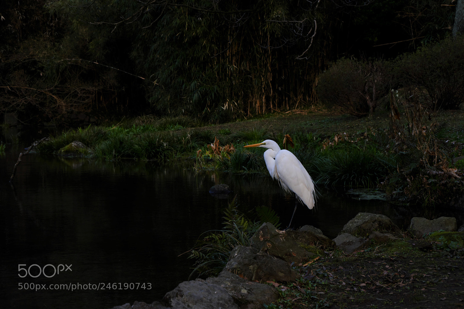 Fujifilm X-A3 sample photo. Egret garden photography