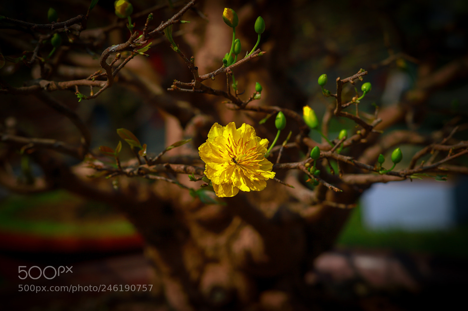 Canon EOS 6D Mark II sample photo. Hoa mai - flower photography