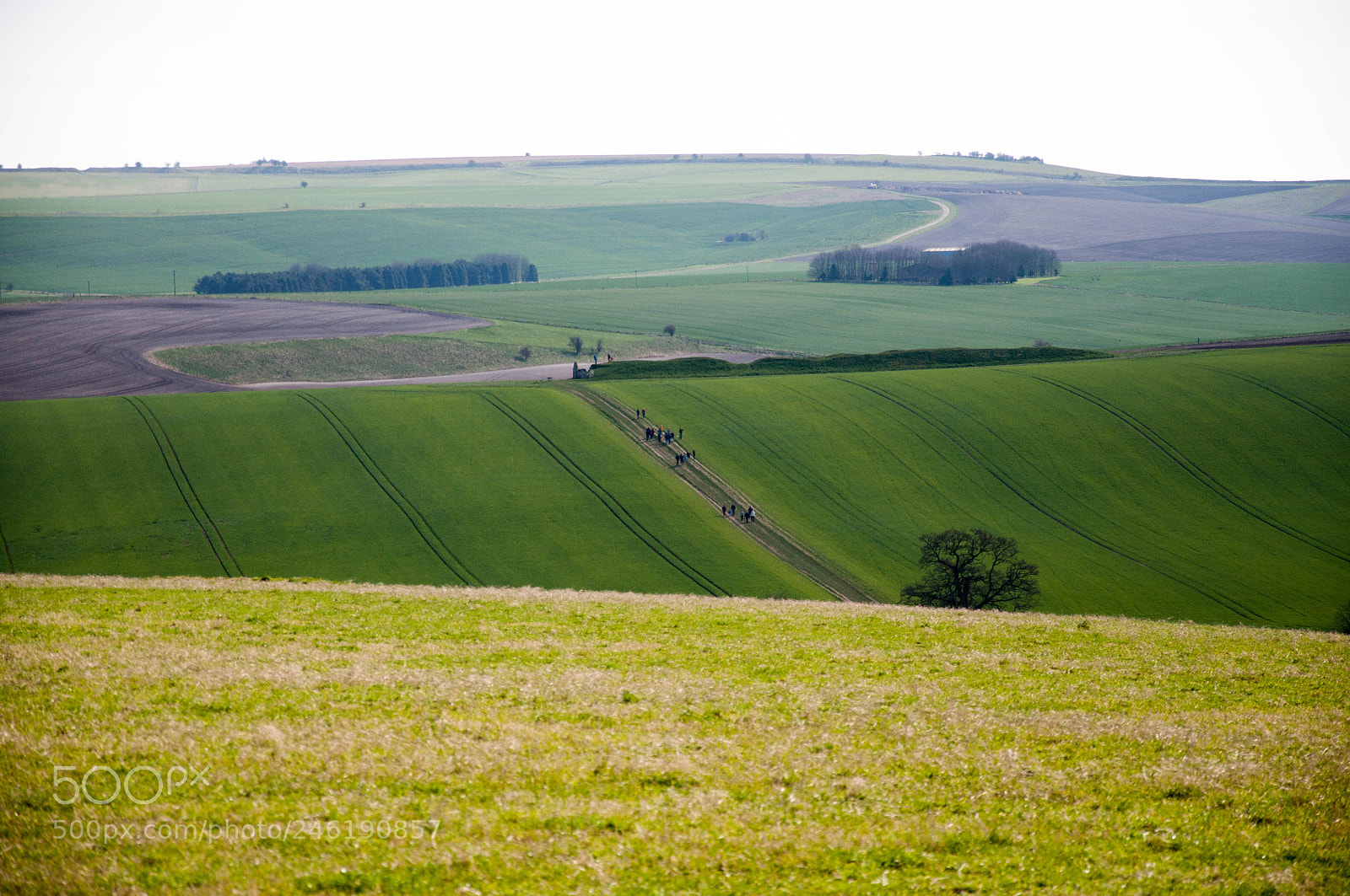 Nikon D90 sample photo. Fields photography
