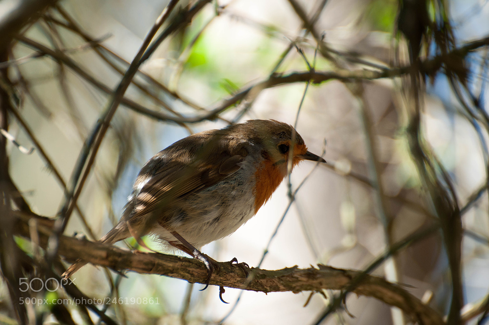 Nikon D90 sample photo. Robin (april 2017) photography
