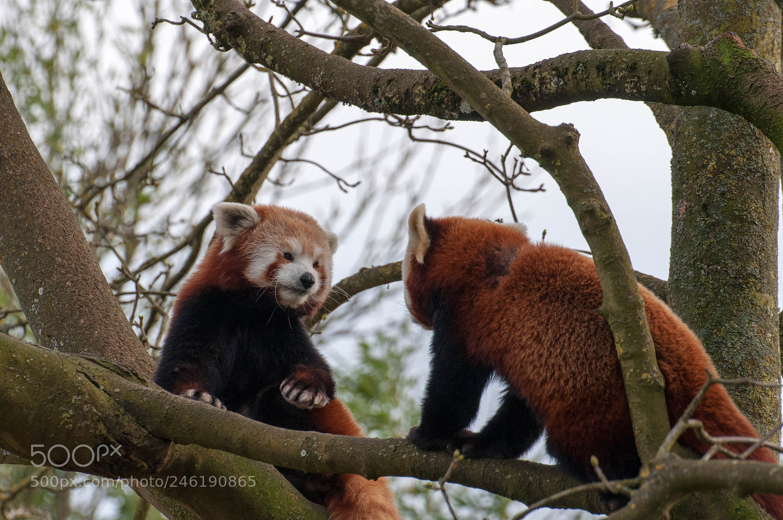 Nikon D90 sample photo. Red pandas (march 2017) photography