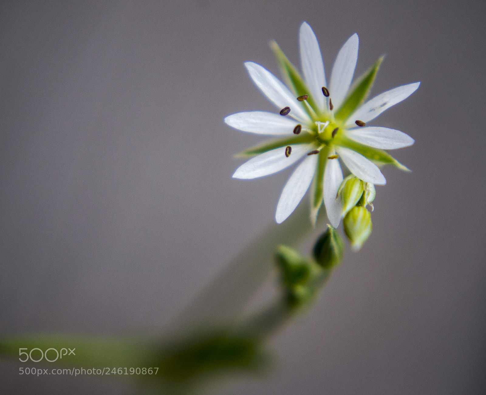 Nikon D3100 sample photo. * photography