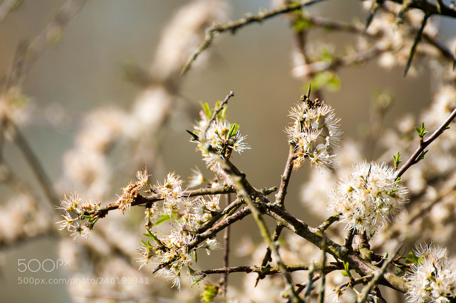 Nikon D90 sample photo. New forest #2 photography