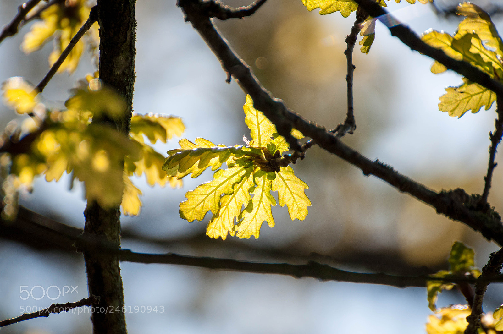 Nikon D90 sample photo. New forest #3 photography