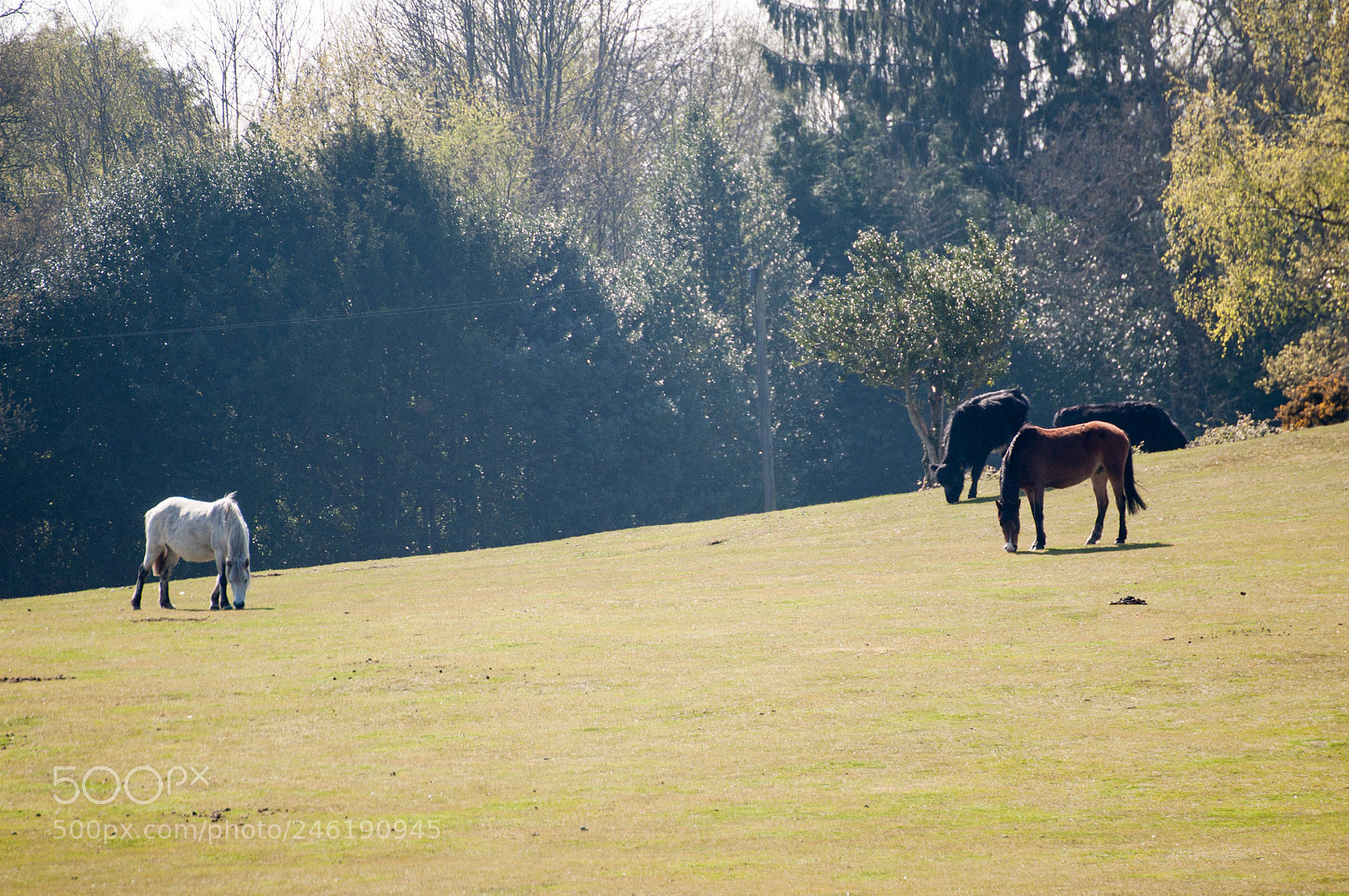 Nikon D90 sample photo. New forest #1 photography