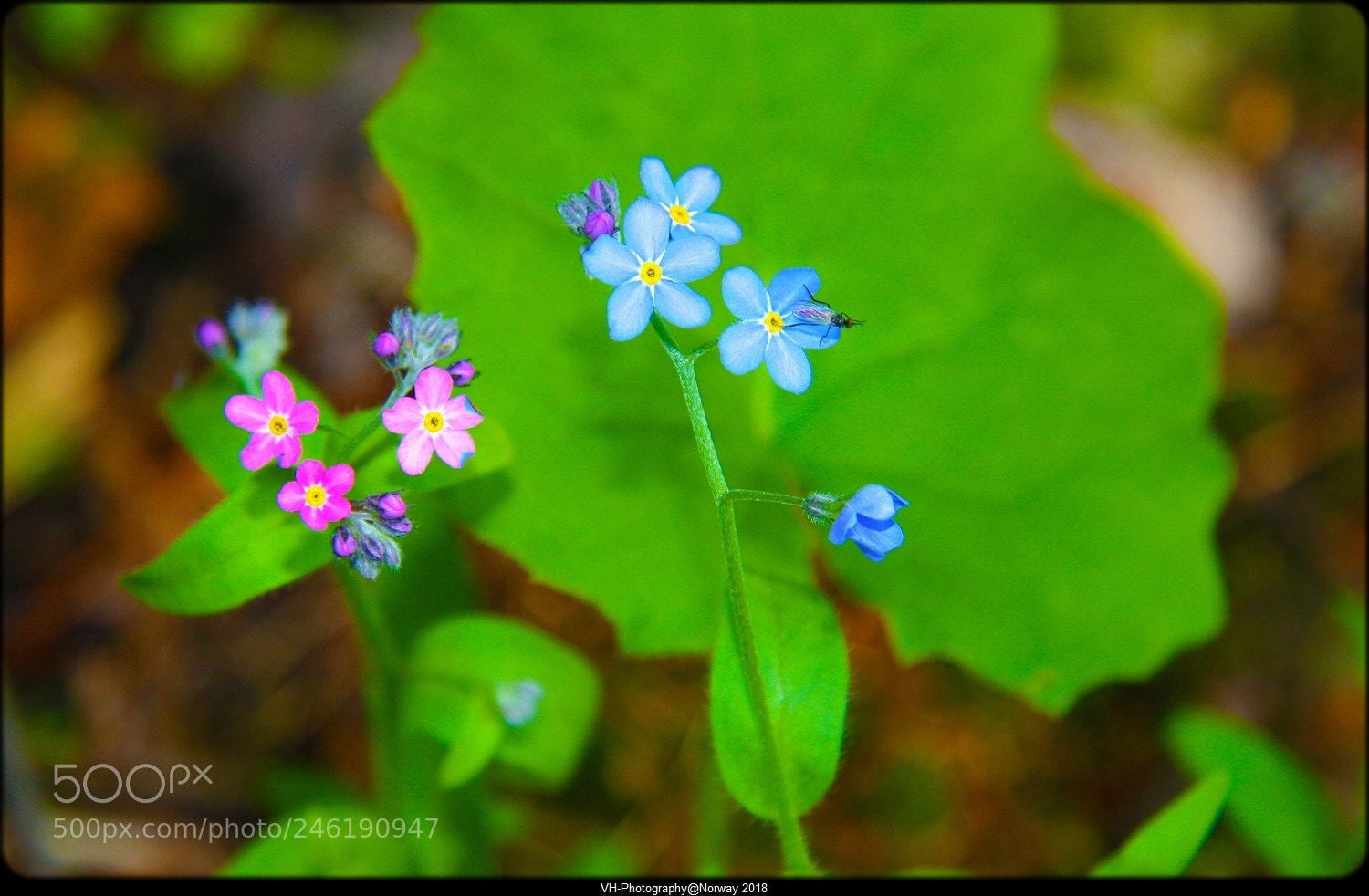 Canon EOS 40D sample photo. Pink,blue and a fly photography