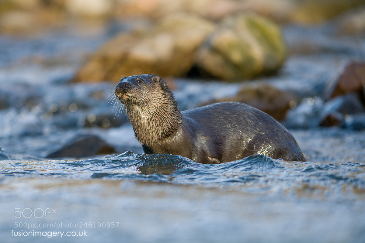 Nikon D850 sample photo. Wild otter photography