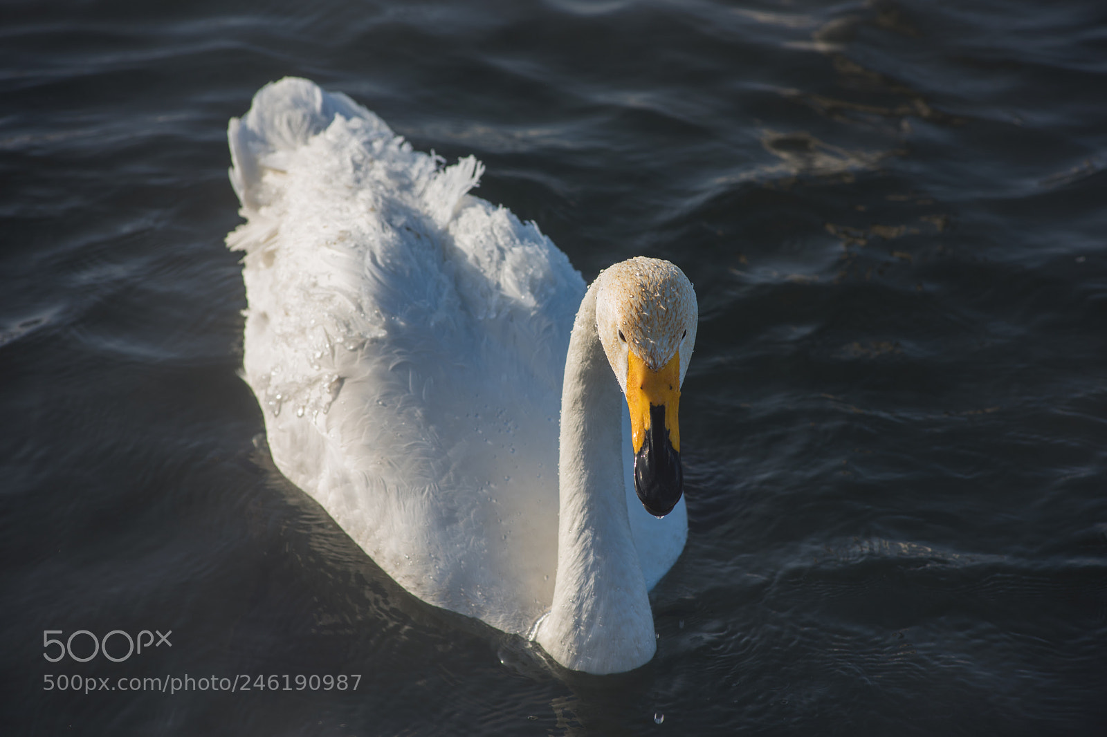Nikon D810 sample photo. Beautiful white whooping swans photography