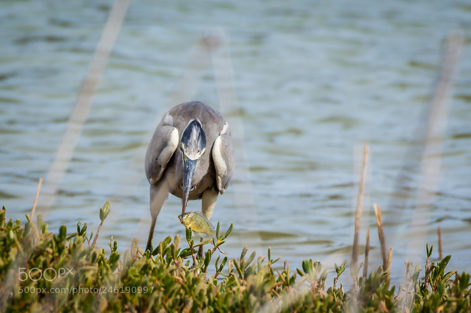 Nikon D7200 sample photo. Grey heron photography