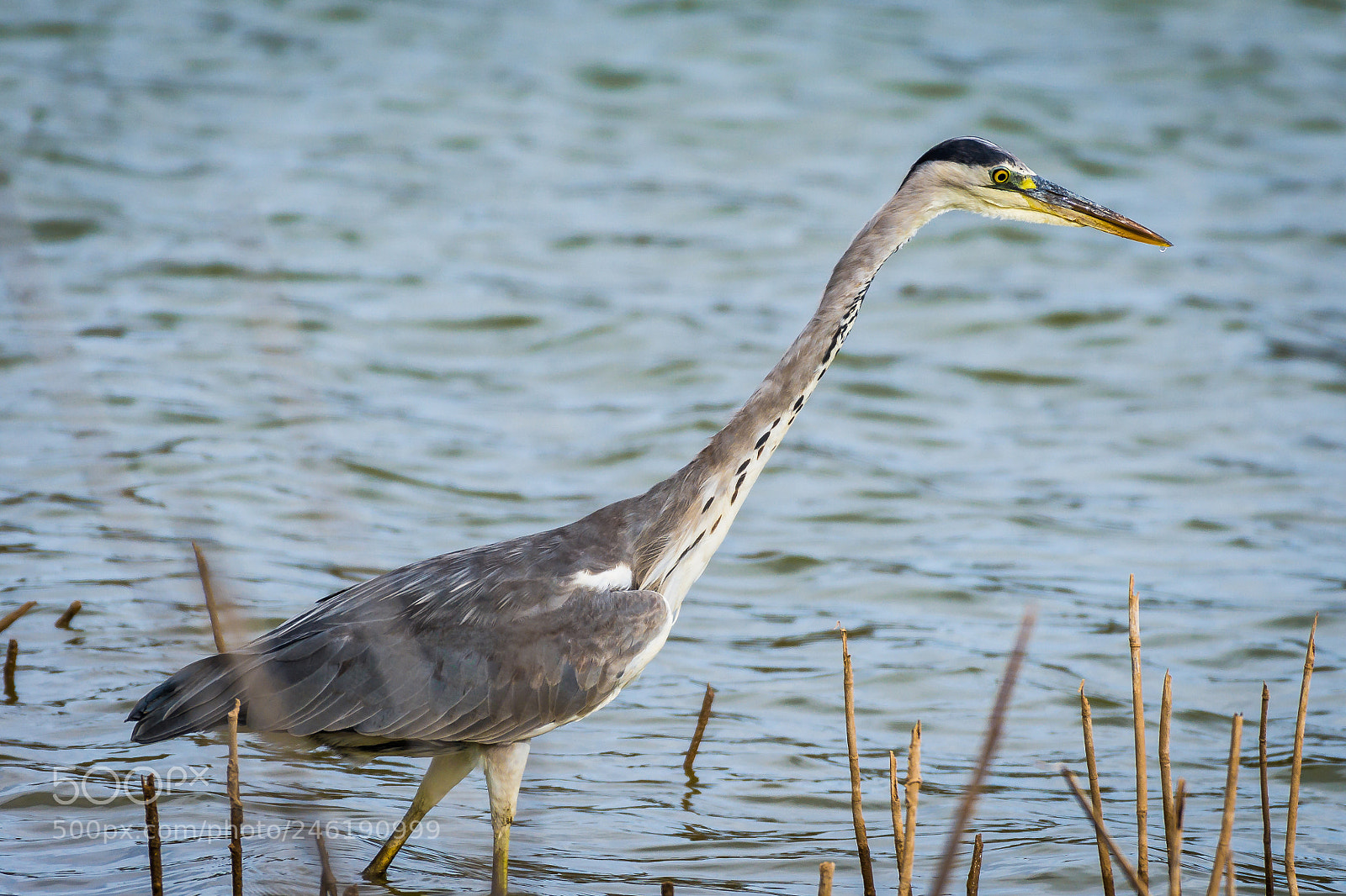 Nikon D7200 sample photo. Grey heron photography